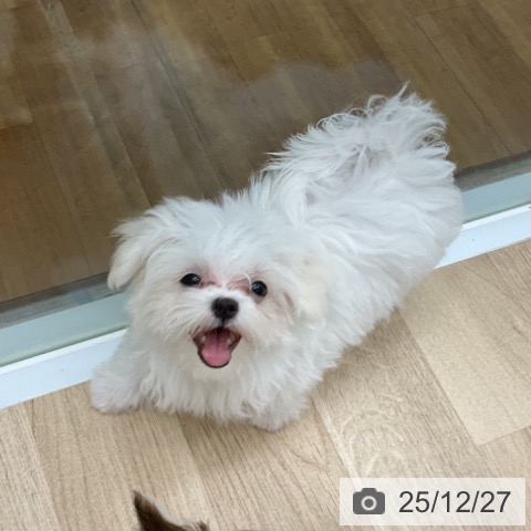 福島県のマルチーズ (ペットプラス 福島店/2025年9月27日生まれ/女の子/ホワイト)の子犬の3枚目の画像