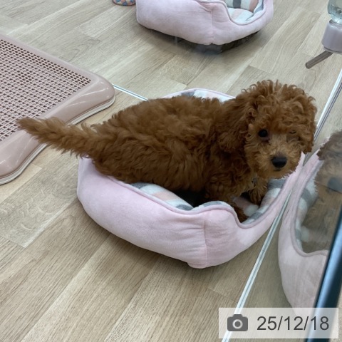 愛知県のトイプードル(トイ) (ペットプラス みなと店/2025年9月18日生まれ/男の子/レッド)の子犬の4枚目の画像