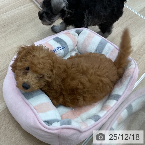 愛知県のトイプードル(トイ) (ペットプラス みなと店/2025年9月18日生まれ/男の子/レッド)の子犬の3枚目の画像