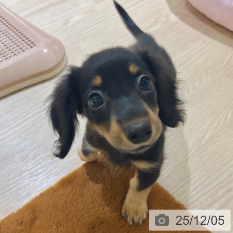 カニーンヘン・ダックスフンドの写真