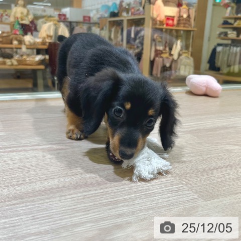 カニーンヘン・ダックスフンドの写真