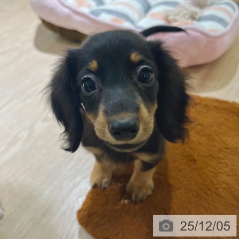 カニーンヘン・ダックスフンドの写真