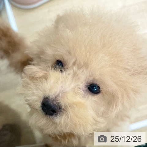 愛媛県のトイプードル(トイ) (ペットプラス 新居浜店/2025年10月1日生まれ/女の子/クリーム)の子犬の3枚目の画像