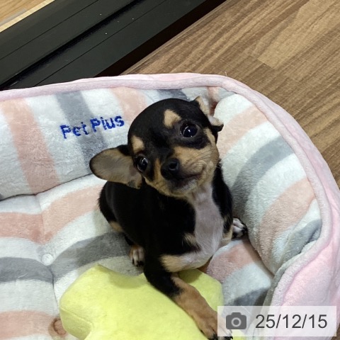 鳥取県のチワワ(ロング) (ペッツワン 日吉津店/2025年9月15日生まれ/女の子/ブラックタンフォーン)の子犬の4枚目の画像