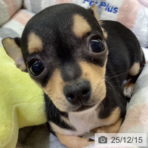 鳥取県のチワワ(ロング) (ペッツワン 日吉津店/2025年9月15日生まれ/女の子/ブラックタンフォーン)の子犬の3枚目の画像