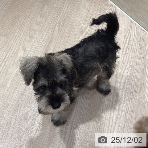 ミニチュア・シュナウザーの写真