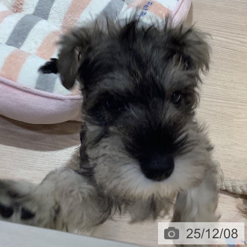 岡山県のミニチュアシュナウザー (ペットプラス 岡山店/2025年9月30日生まれ/女の子/ソルトペッパー)の子犬の3枚目の画像