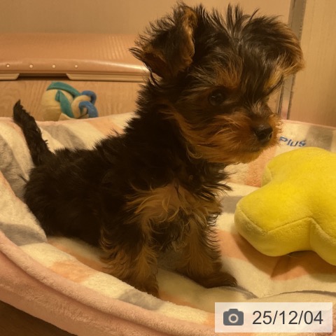 ヨークシャー・テリアの写真