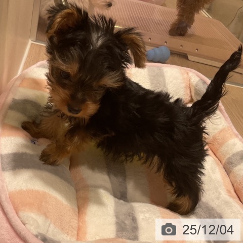 ヨークシャー・テリアの写真