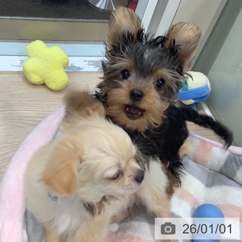 神奈川県のヨークシャーテリア (ペットプラス 新百合丘店/2025年10月2日生まれ/男の子/スチールブルータン)の子犬の4枚目の画像