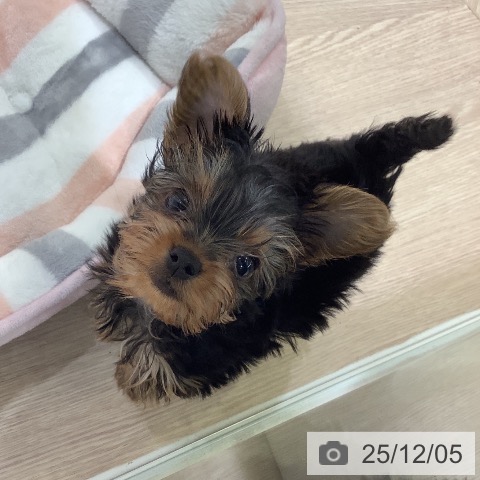 ヨークシャー・テリアの写真