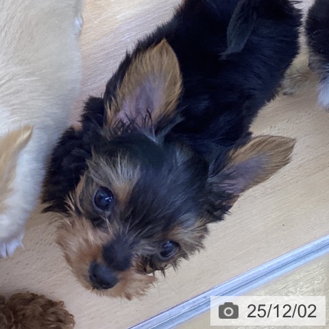 ヨークシャー・テリアの写真