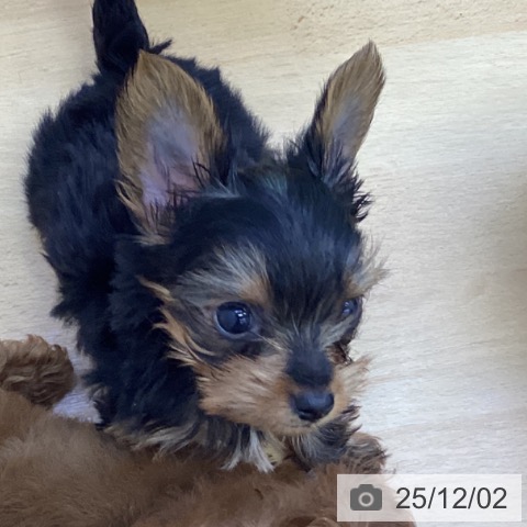 ヨークシャー・テリアの写真