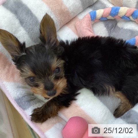 ヨークシャー・テリアの写真