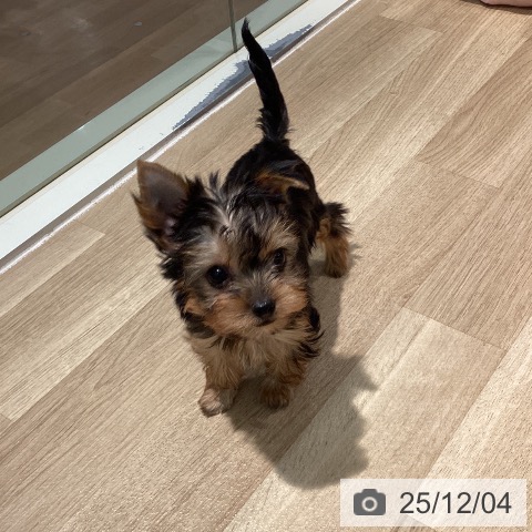 ヨークシャー・テリアの写真