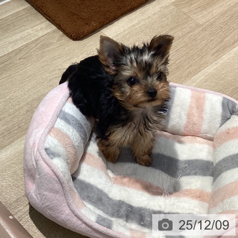 ヨークシャー・テリアの写真