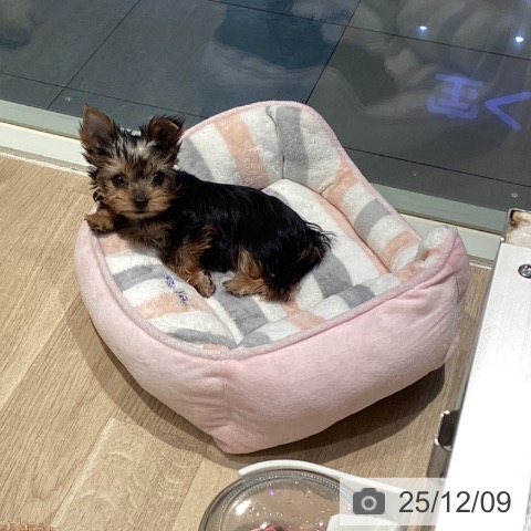 ヨークシャー・テリアの写真