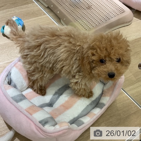 愛知県のトイプードル(トイ) (ペットプラス イオンモール豊川店/2025年9月30日生まれ/男の子/アプリコット)の子犬の3枚目の画像