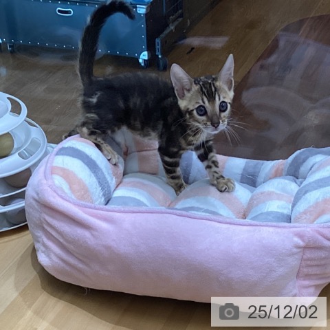 ベンガルの写真