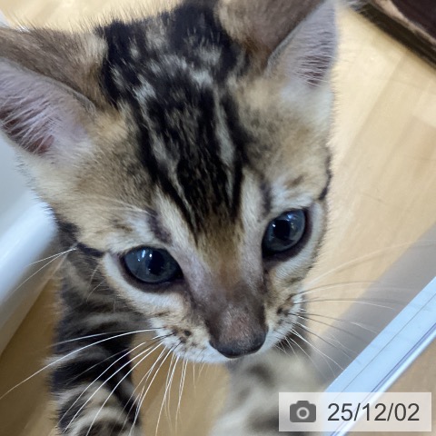 ベンガルの写真