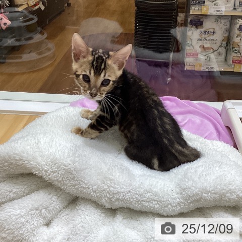 香川県のベンガル (ペットプラス 綾川店/2025年10月2日生まれ/男の子/ブラウンマーブルタビー)の子猫の4枚目の画像