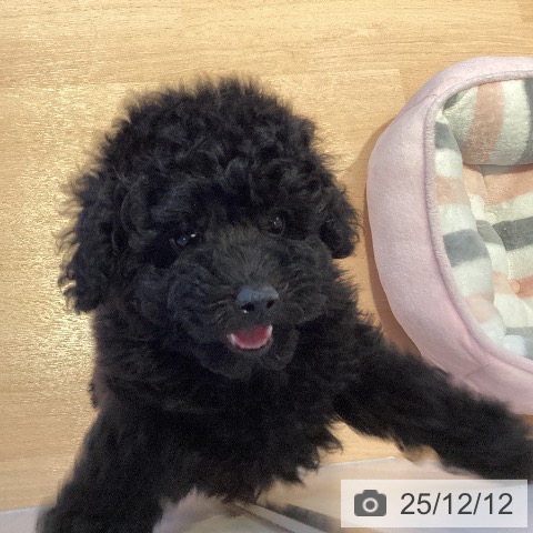 三重県のトイプードル(トイ) (ペットプラス 東員店/2025年9月28日生まれ/男の子/ブラック)の子犬の4枚目の画像