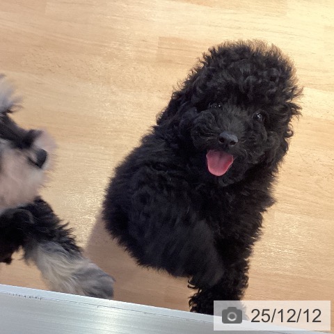 三重県のトイプードル(トイ) (ペットプラス 東員店/2025年9月28日生まれ/男の子/ブラック)の子犬の3枚目の画像