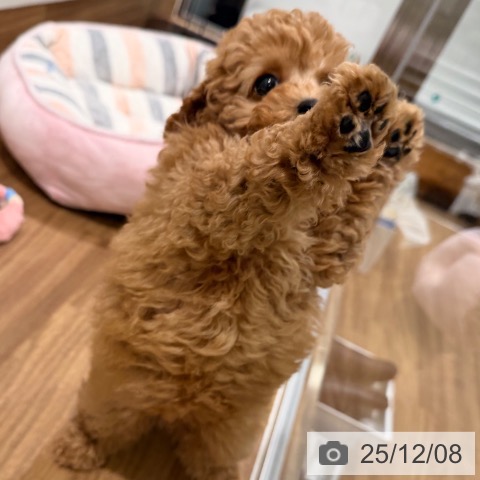 岡山県のトイプードル(トイ) (ペッツワン 岡山南店/2025年9月28日生まれ/女の子/アプリコット)の子犬の3枚目の画像