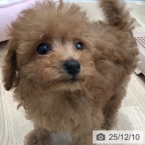 愛知県のトイプードル(トイ) (ペットプラス 熱田店/2025年10月1日生まれ/男の子/レッド)の子犬の3枚目の画像