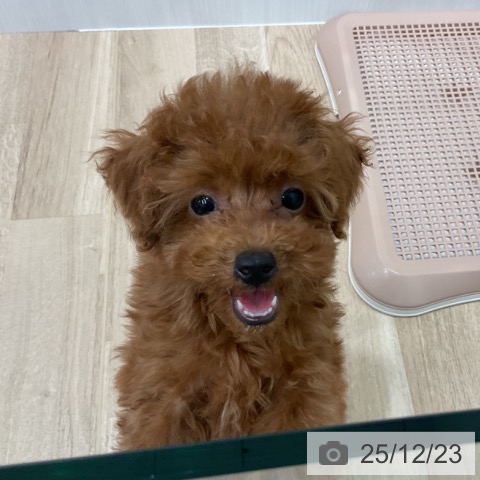 愛知県のトイプードル(トイ) (ペットプラス 熱田店/2025年10月1日生まれ/男の子/レッド)の子犬の4枚目の画像