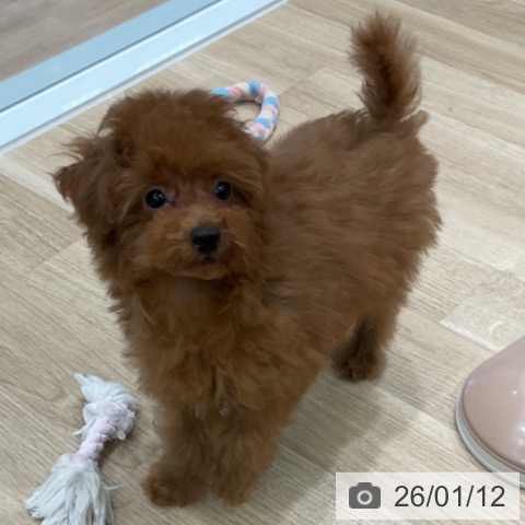 愛知県のトイプードル(トイ) (ペットプラス 熱田店/2025年10月1日生まれ/男の子/レッド)の子犬の3枚目の画像