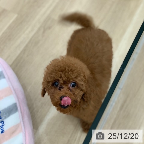 岐阜県のトイプードル(トイ) (ペットプラス 光ケ丘店/2025年9月27日生まれ/女の子/レッド)の子犬の4枚目の画像