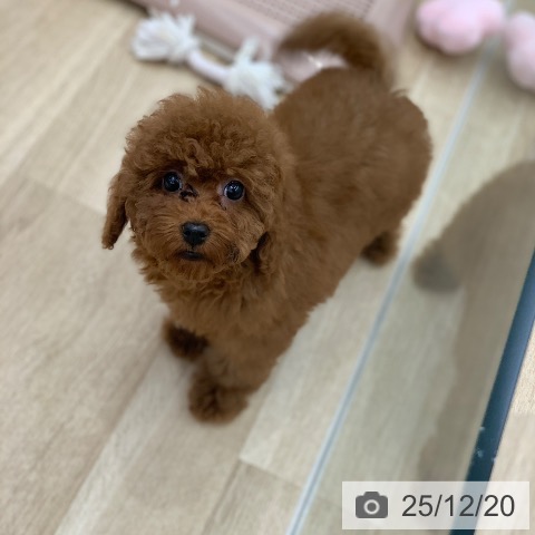 岐阜県のトイプードル(トイ) (ペットプラス 光ケ丘店/2025年9月27日生まれ/女の子/レッド)の子犬の3枚目の画像