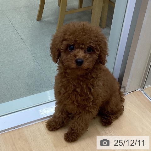 トイ・プードルの写真