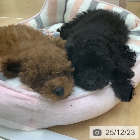 愛知県のトイプードル(トイ) (ペットプラス 三好店/2025年9月27日生まれ/女の子/レッド)の子犬の3枚目の画像