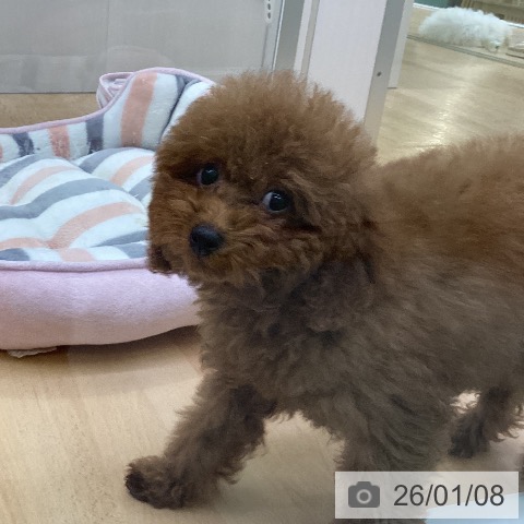 愛知県のトイプードル(トイ) (ペットプラス 三好店/2025年9月27日生まれ/女の子/レッド)の子犬の4枚目の画像