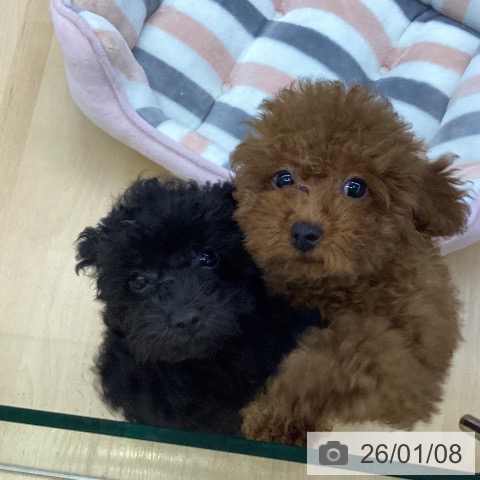 愛知県のトイプードル(トイ) (ペットプラス 三好店/2025年9月27日生まれ/女の子/レッド)の子犬の3枚目の画像