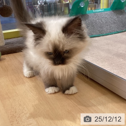 岡山県のラグドール (ペットプラス 岡山店/2025年9月25日生まれ/男の子/シールポイントミテッド)の子猫の4枚目の画像