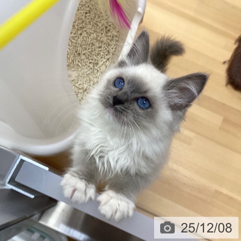 徳島県のラグドール (ペットプラス 徳島店/2025年9月25日生まれ/男の子/ブルーポイントミテッド)の子猫の4枚目の画像