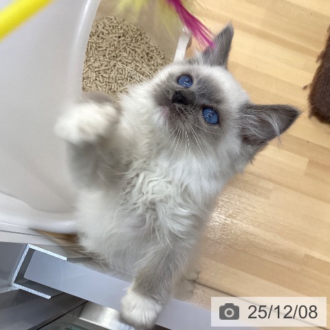 徳島県のラグドール (ペットプラス 徳島店/2025年9月25日生まれ/男の子/ブルーポイントミテッド)の子猫の3枚目の画像