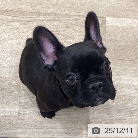 フレンチ・ブルドッグの写真