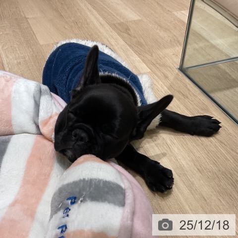 東京都のフレンチブルドッグ (ペットプラス 立川高島屋S.C.店/2025年10月3日生まれ/男の子/ブリンドル)の子犬の3枚目の画像