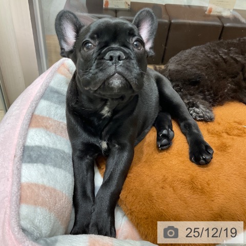 東京都のフレンチブルドッグ (ペットプラス 立川高島屋S.C.店/2025年10月3日生まれ/男の子/ブリンドル)の子犬の3枚目の画像