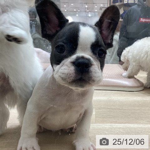 宮城県のフレンチブルドッグ (ペットプラス 名取店/2025年10月3日生まれ/男の子/パイド)の子犬の4枚目の画像