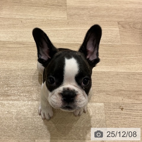 宮城県のフレンチブルドッグ (ペットプラス 名取店/2025年10月3日生まれ/男の子/パイド)の子犬の4枚目の画像