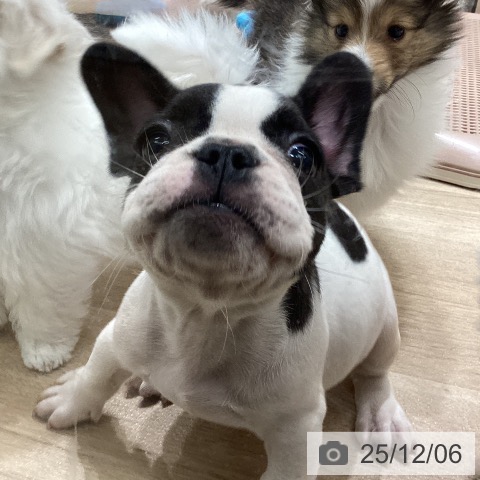 宮城県のフレンチブルドッグ (ペットプラス 名取店/2025年10月3日生まれ/男の子/パイド)の子犬の3枚目の画像