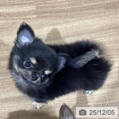 鳥取県のチワワ(ロング) (ペッツワン 日吉津店/2025年9月22日生まれ/男の子/ブラッククリーム)の子犬の4枚目の画像