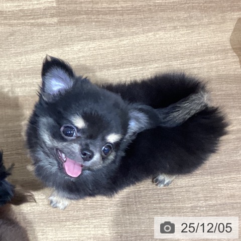 鳥取県のチワワ(ロング) (ペッツワン 日吉津店/2025年9月22日生まれ/男の子/ブラッククリーム)の子犬の3枚目の画像