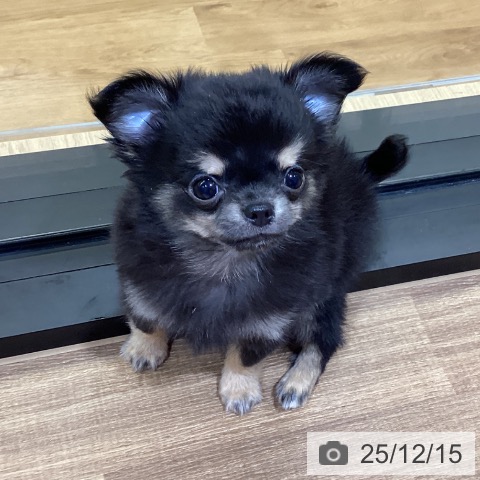 鳥取県のチワワ(ロング) (ペッツワン 日吉津店/2025年9月22日生まれ/男の子/ブラッククリーム)の子犬の3枚目の画像