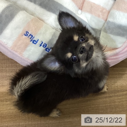 鳥取県のチワワ(ロング) (ペッツワン 日吉津店/2025年9月22日生まれ/男の子/ブラッククリーム)の子犬の3枚目の画像